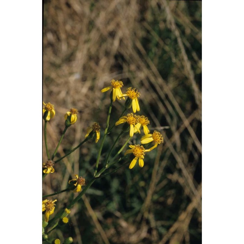 senecio fontanicola grulich et hodálová