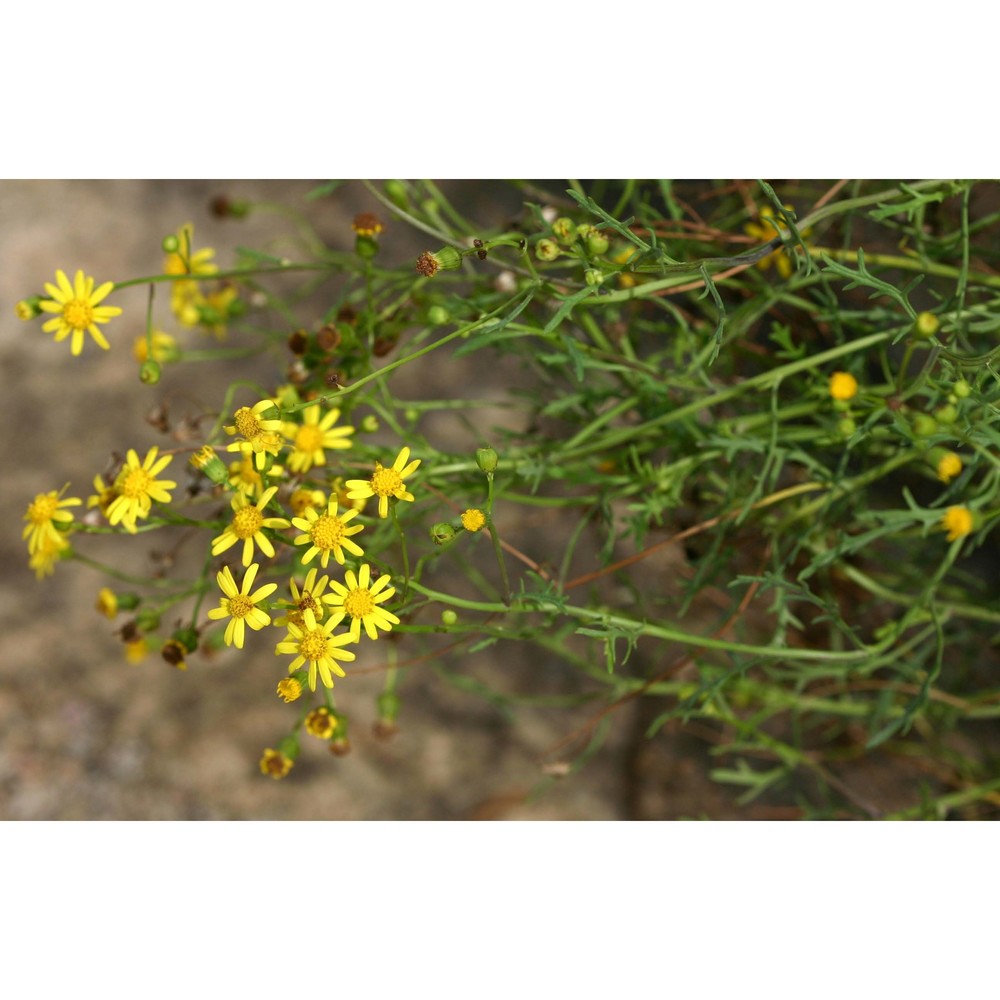 senecio gallicus chaix