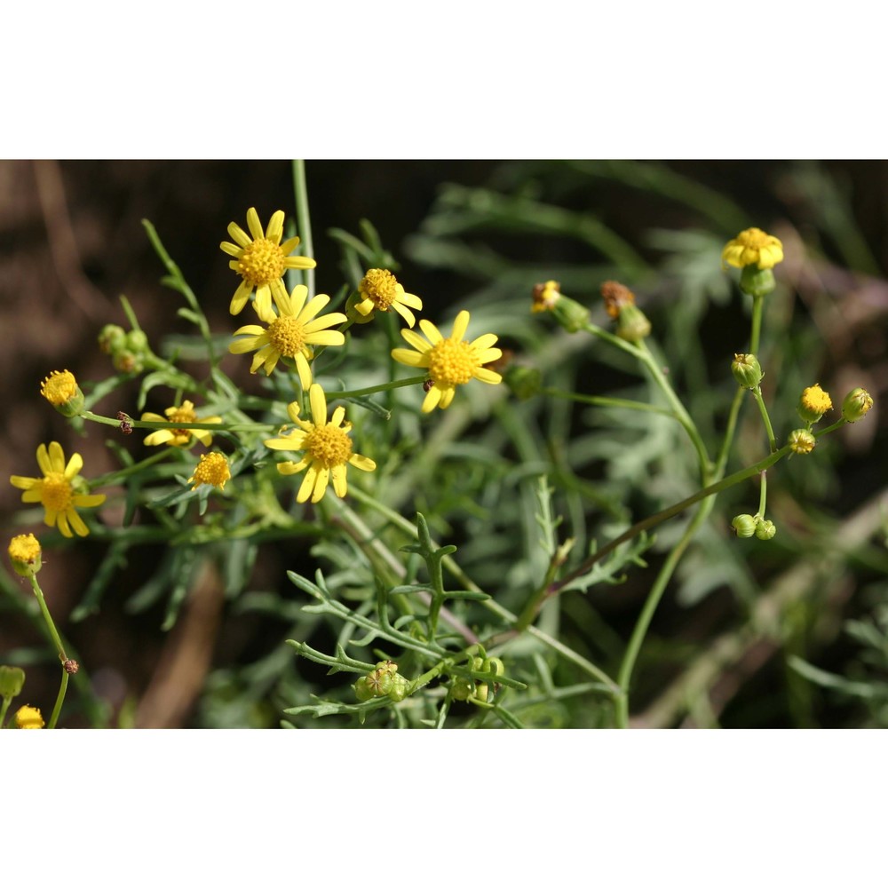 senecio gallicus chaix