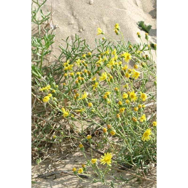 senecio glaucus l. subsp. coronopifolius (maire) c. alexander