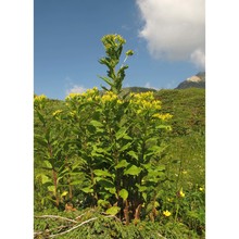 senecio hercynicus herborg