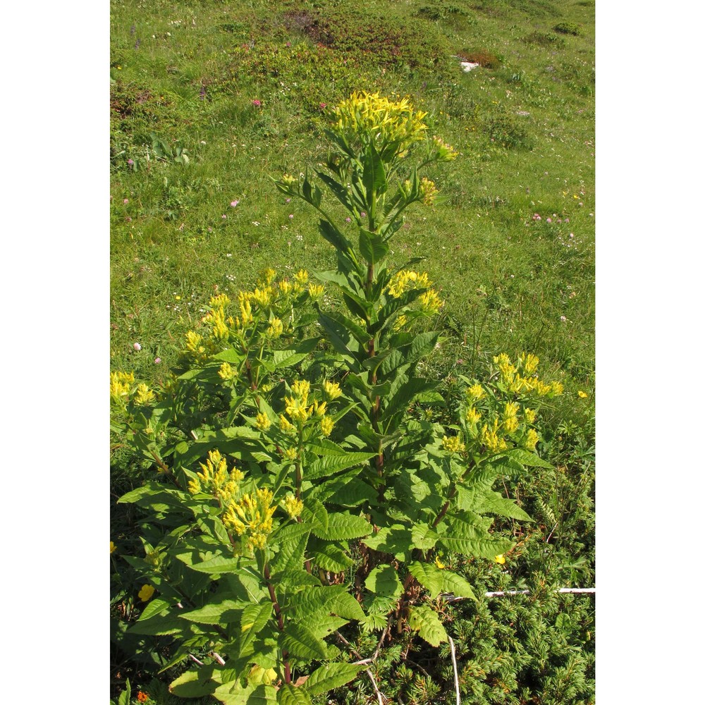 senecio hercynicus herborg