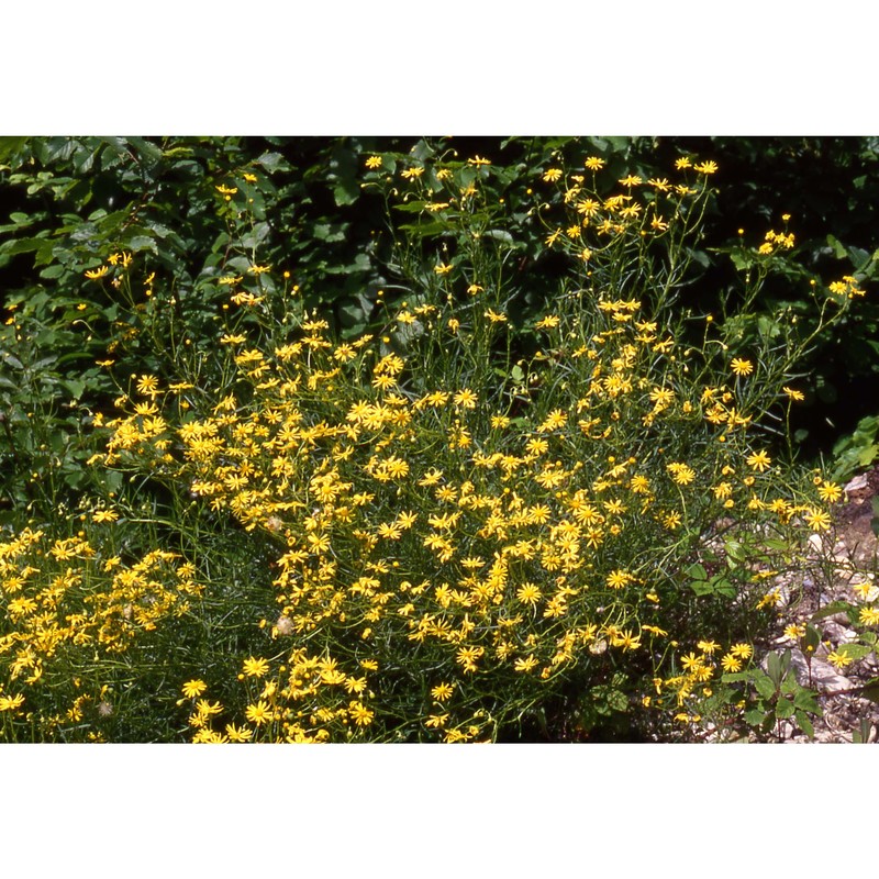 senecio inaequidens dc.