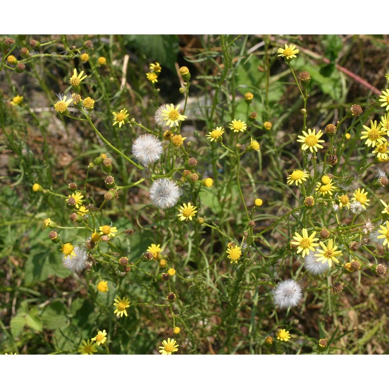 senecio inaequidens dc.