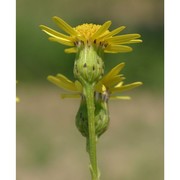 senecio inaequidens dc.