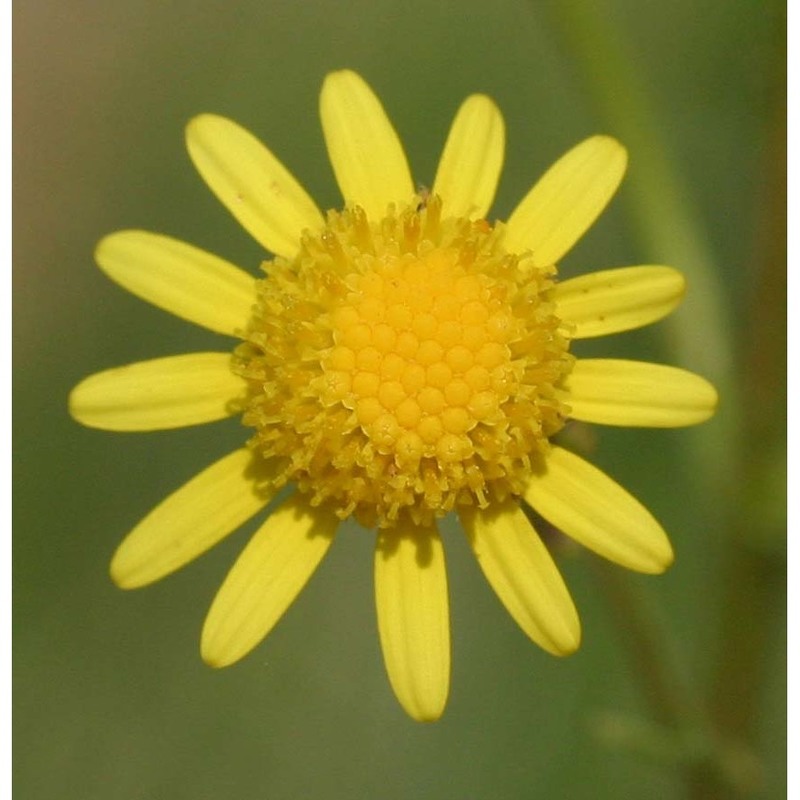 senecio inaequidens dc.