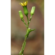 senecio leucanthemifolius poir.