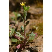 senecio leucanthemifolius poir.