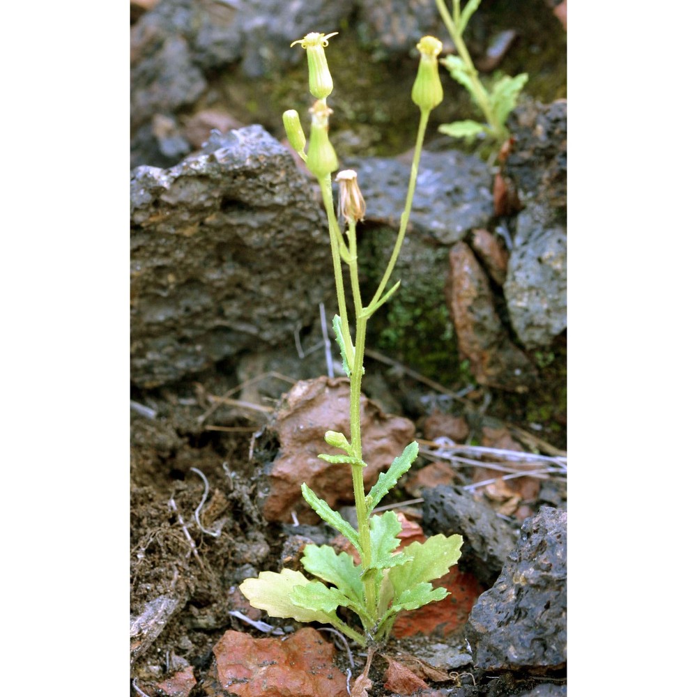 senecio leucanthemifolius poir.