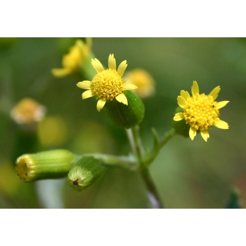 senecio lividus l.