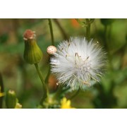 senecio lividus l.