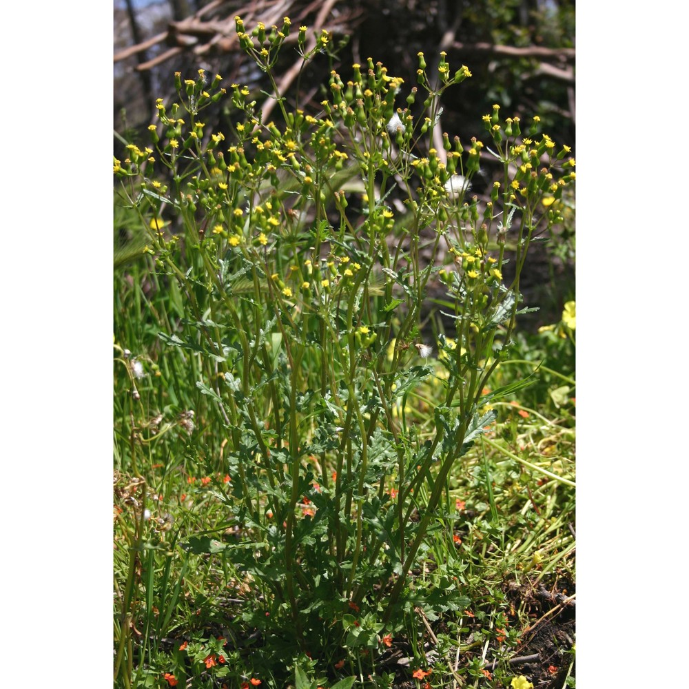 senecio lividus l.