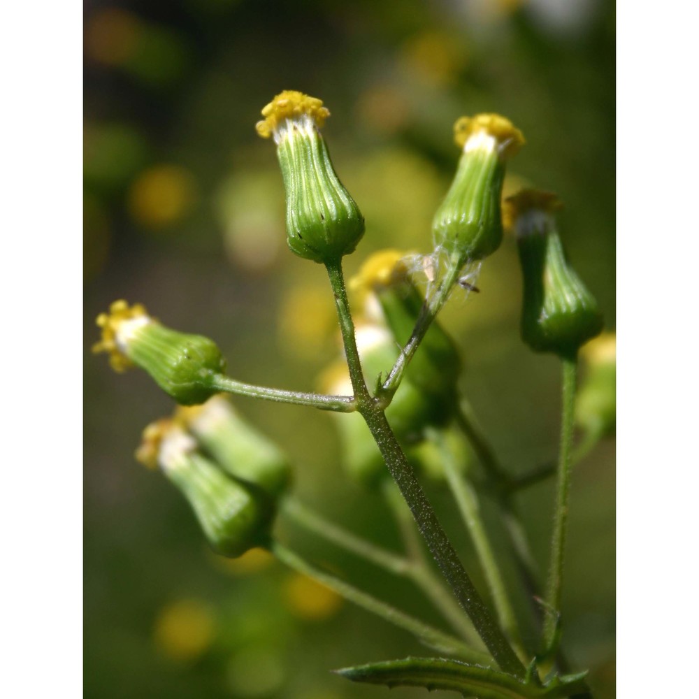 senecio lividus l.