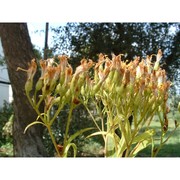 senecio ovatus (g. gaertn., b. mey. et scherb.) willd.