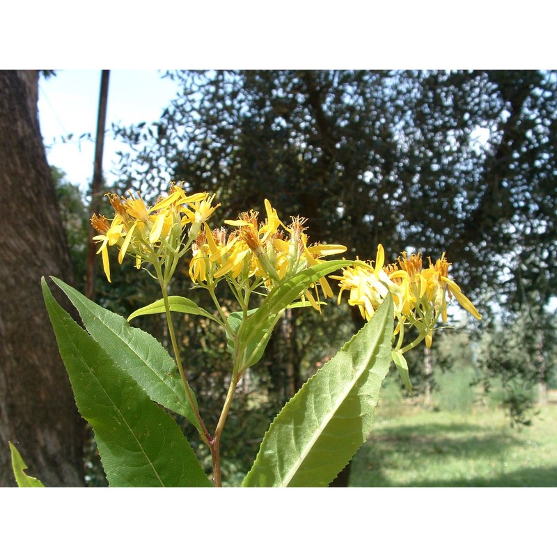 senecio ovatus (g. gaertn., b. mey. et scherb.) willd.