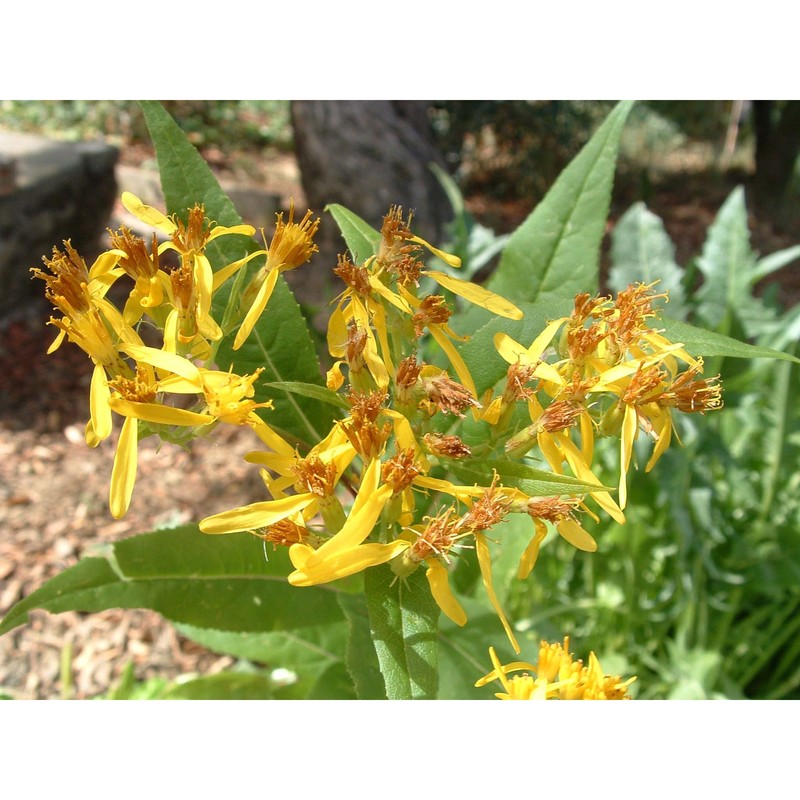 senecio ovatus (g. gaertn., b. mey. et scherb.) willd.