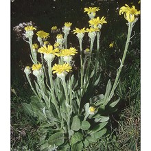 senecio provincialis (l.) druce