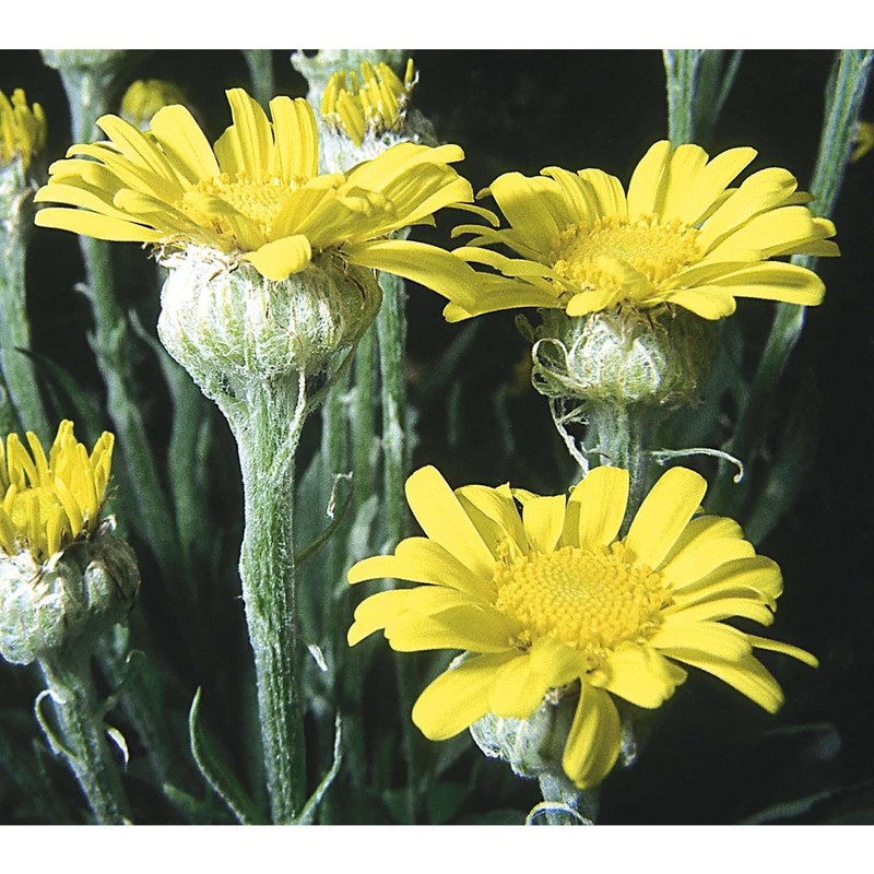 senecio provincialis (l.) druce