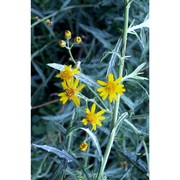 senecio pterophorus dc.