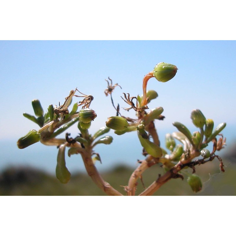 senecio pygmaeus dc.