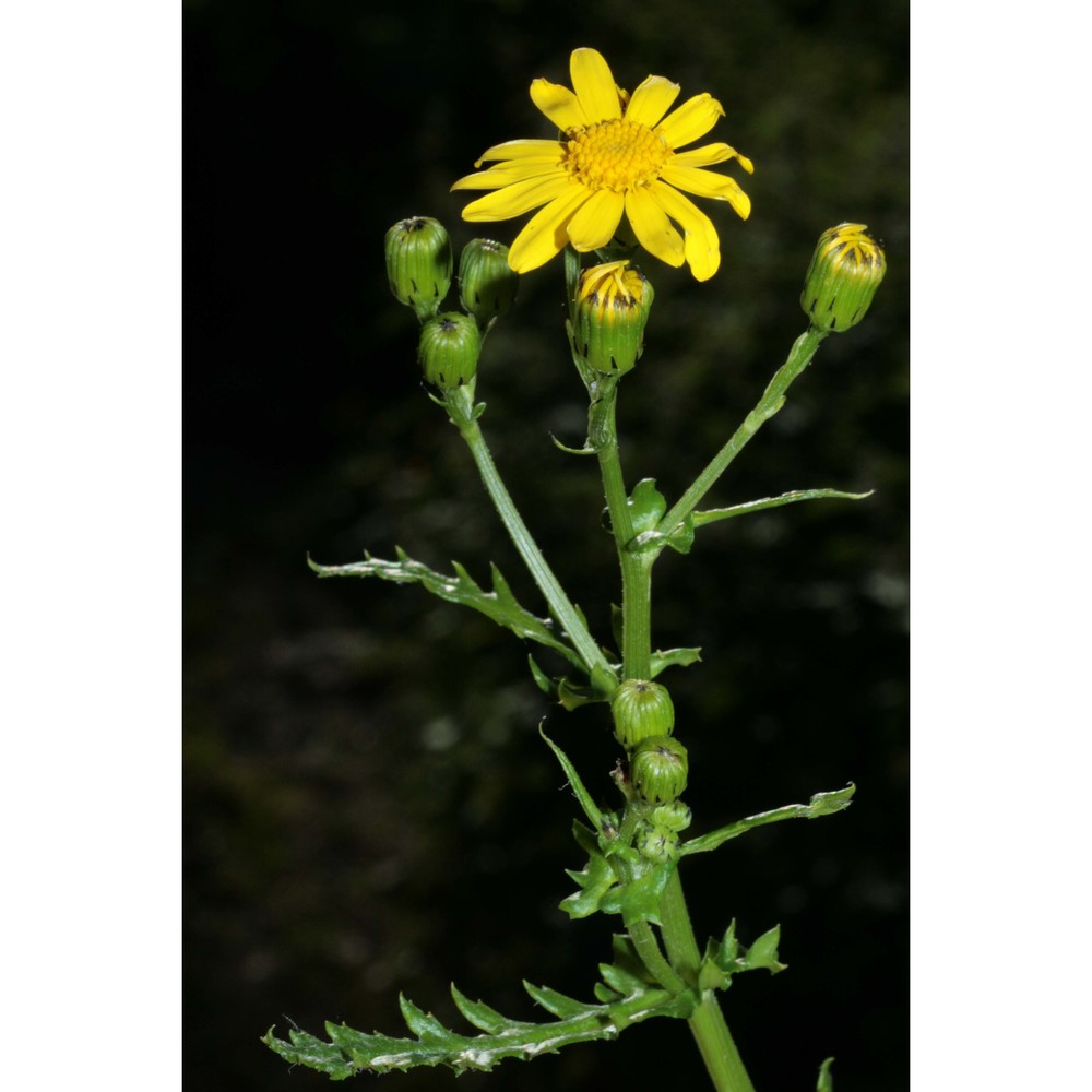 senecio rupestris waldst. et kit.