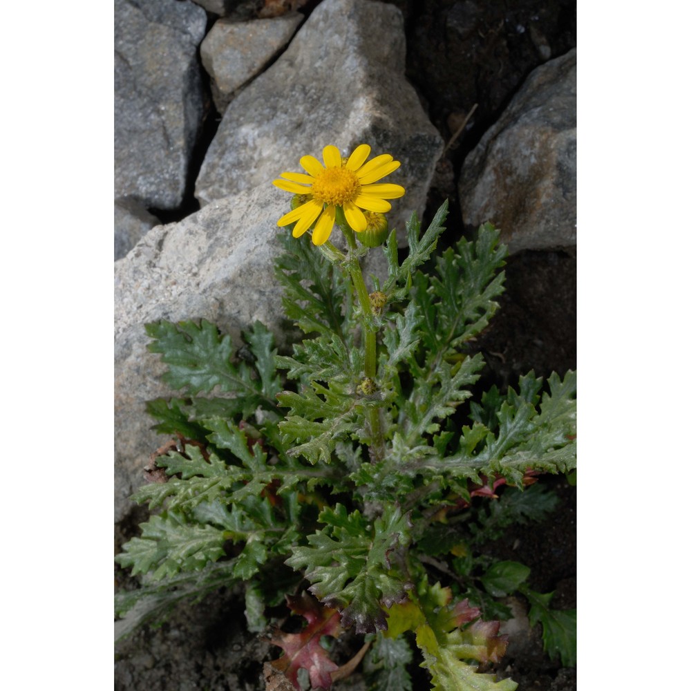 senecio rupestris waldst. et kit.