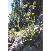 senecio siculus all.