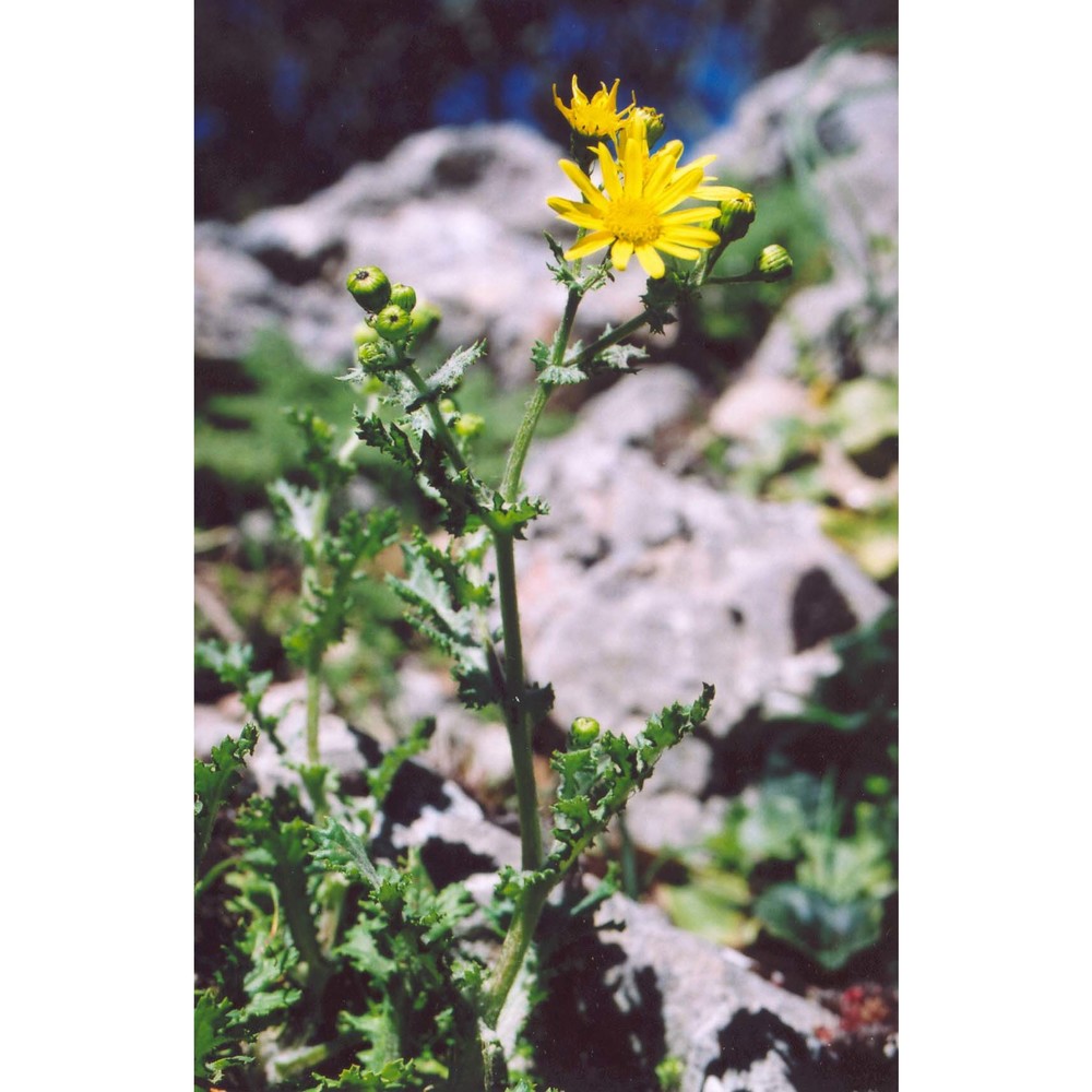 senecio siculus all.