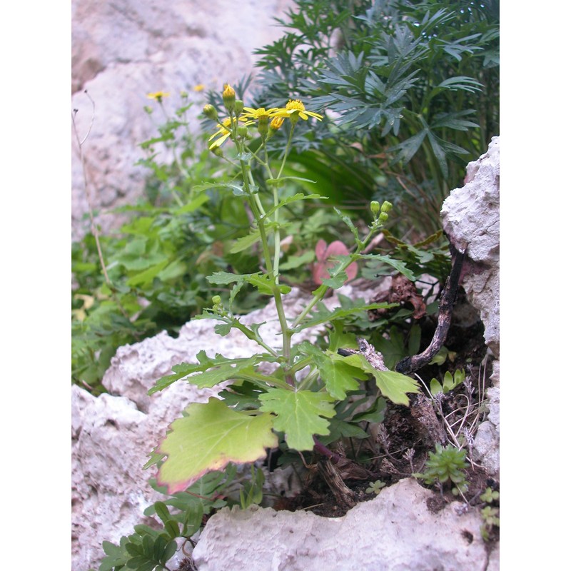 senecio siculus all.