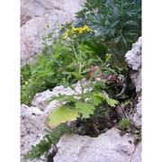 senecio siculus all.