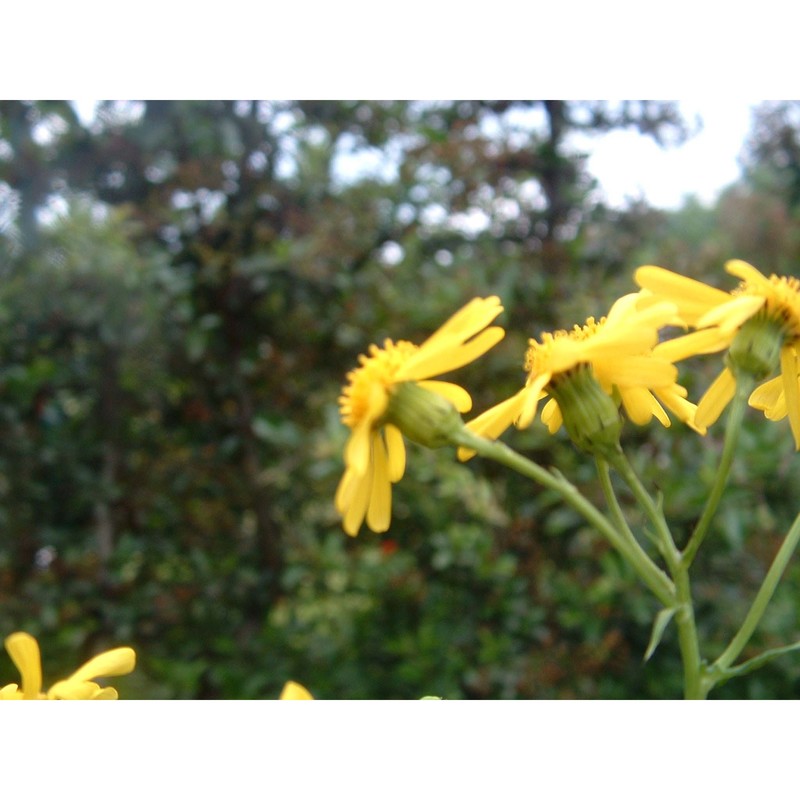 senecio squalidus l.