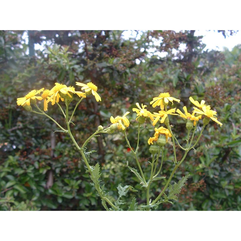 senecio squalidus l.