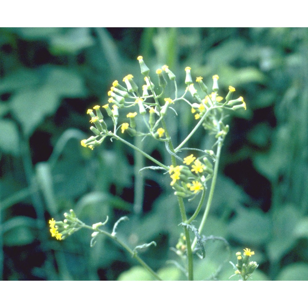 senecio sylvaticus l.