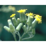 senecio sylvaticus l.