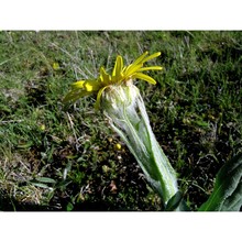 senecio tenorei pignatti