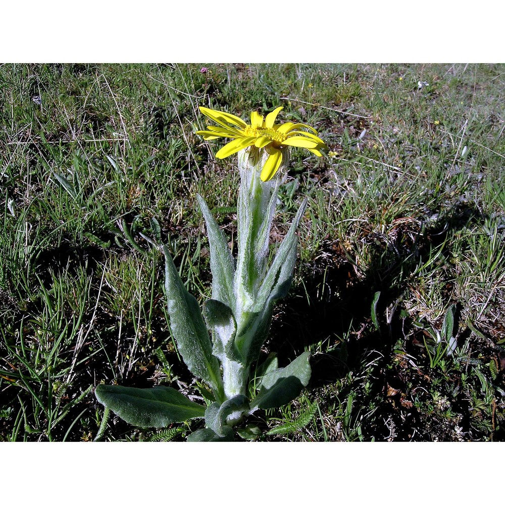 senecio tenorei pignatti