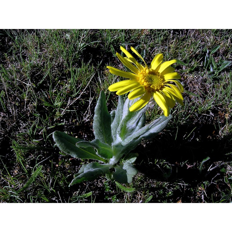 senecio tenorei pignatti