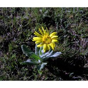 senecio tenorei pignatti