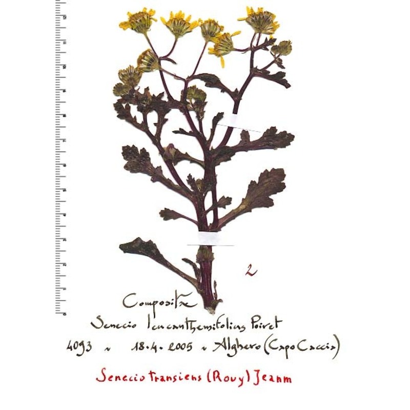 senecio transiens (rouy) jeanm.