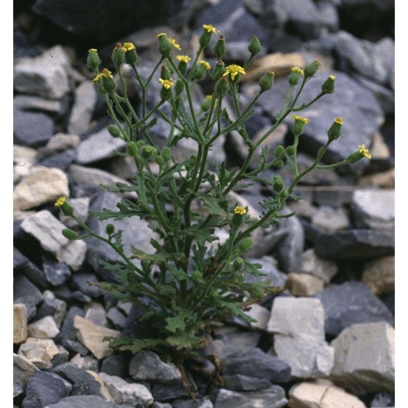 senecio viscosus l.