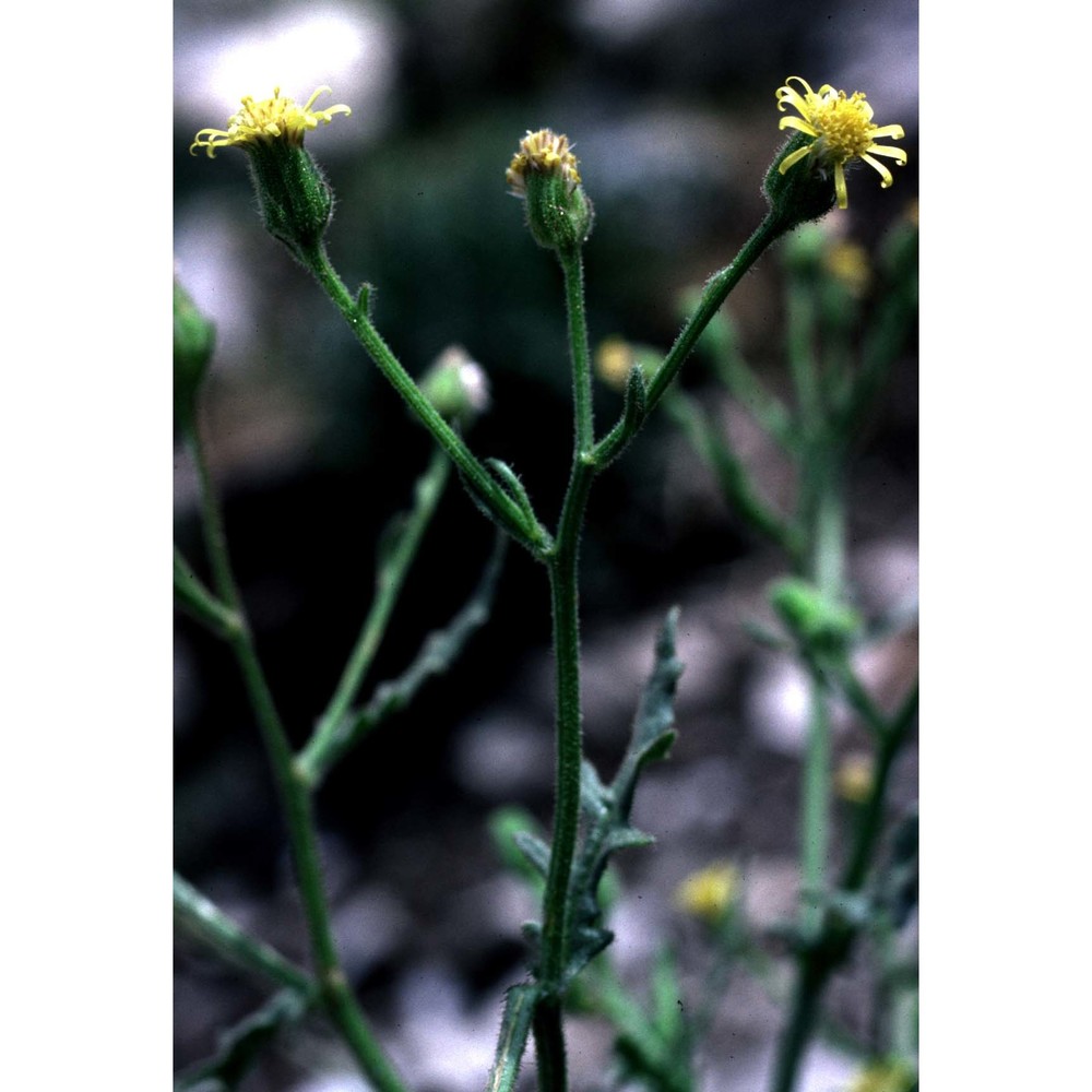 senecio viscosus l.