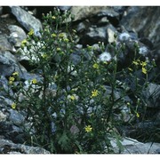 senecio viscosus l.