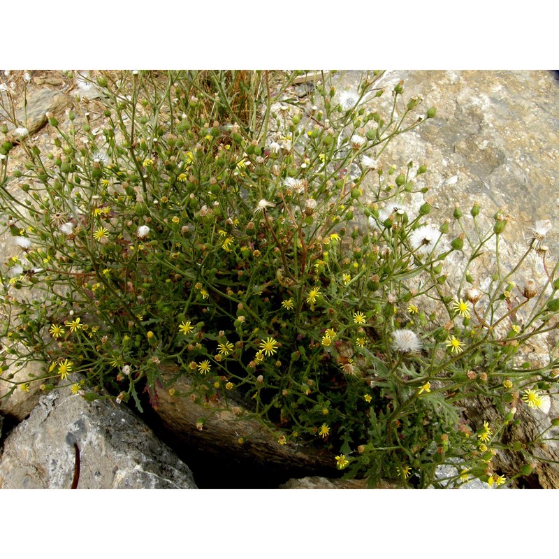 senecio viscosus l.