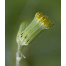 senecio vulgaris l.