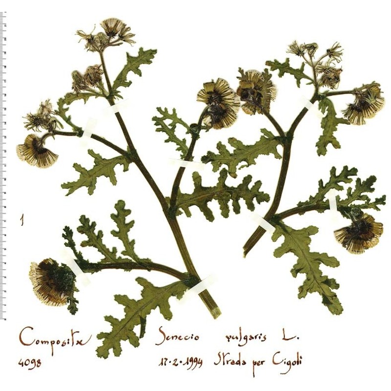 senecio vulgaris l.