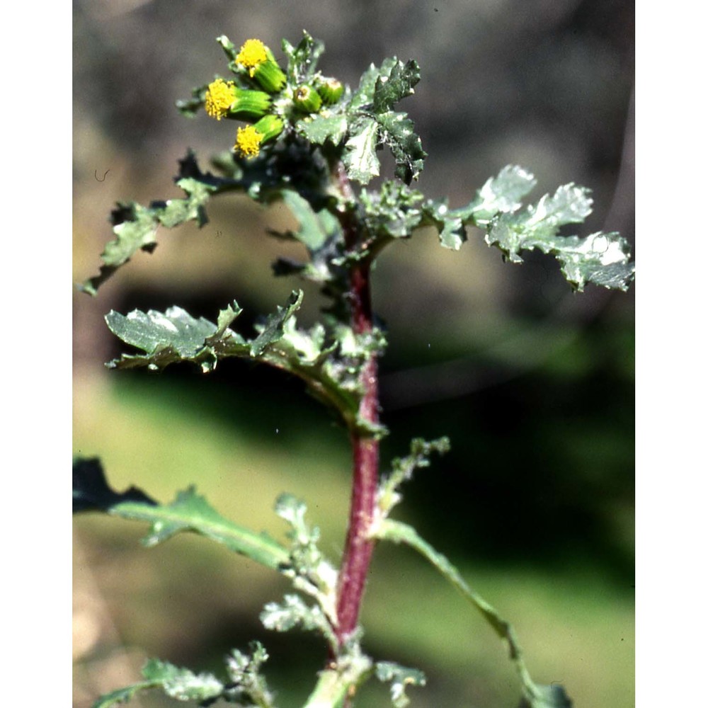 senecio vulgaris l.