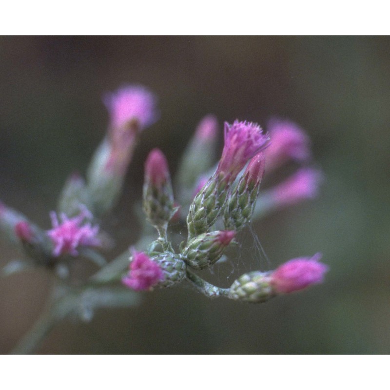 serratula tinctoria l.