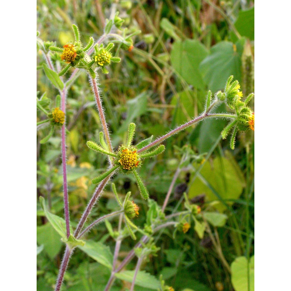 sigesbeckia orientalis l.