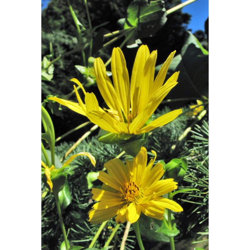 silphium perfoliatum l.