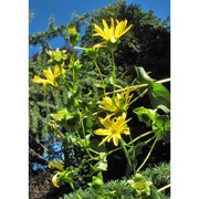 silphium perfoliatum l.